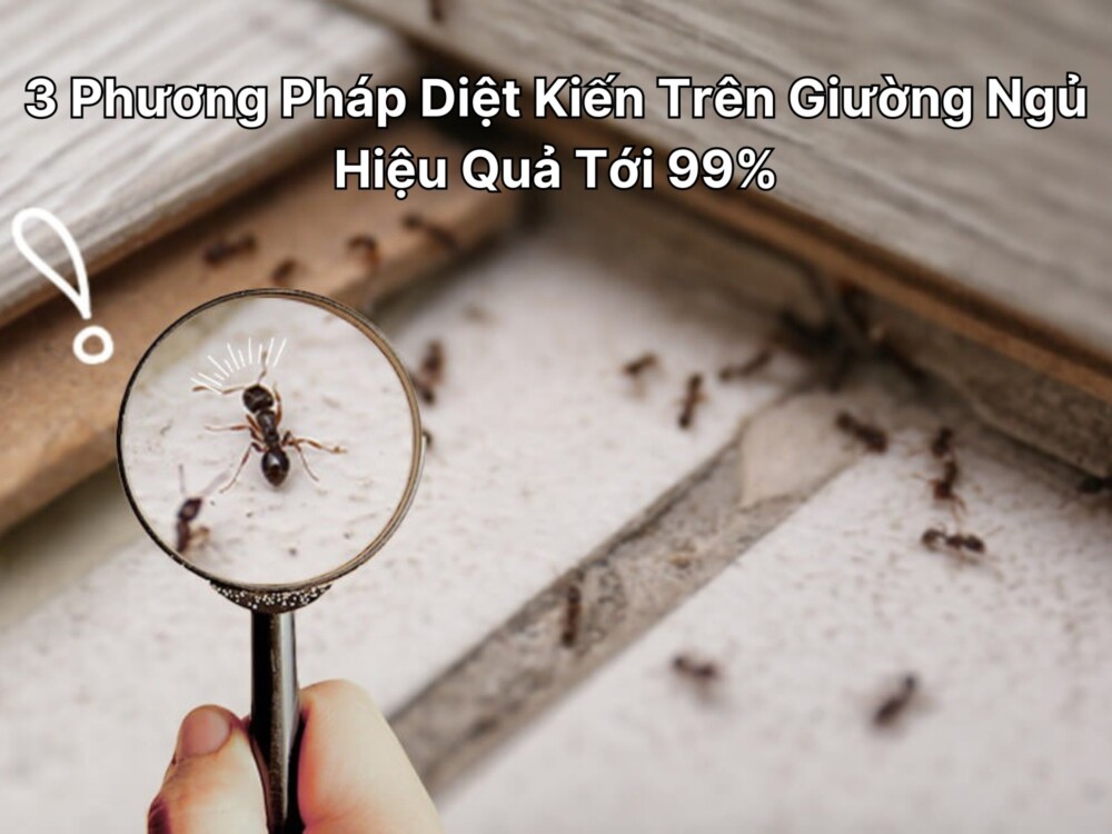 diệt kiến trên giường ngủ