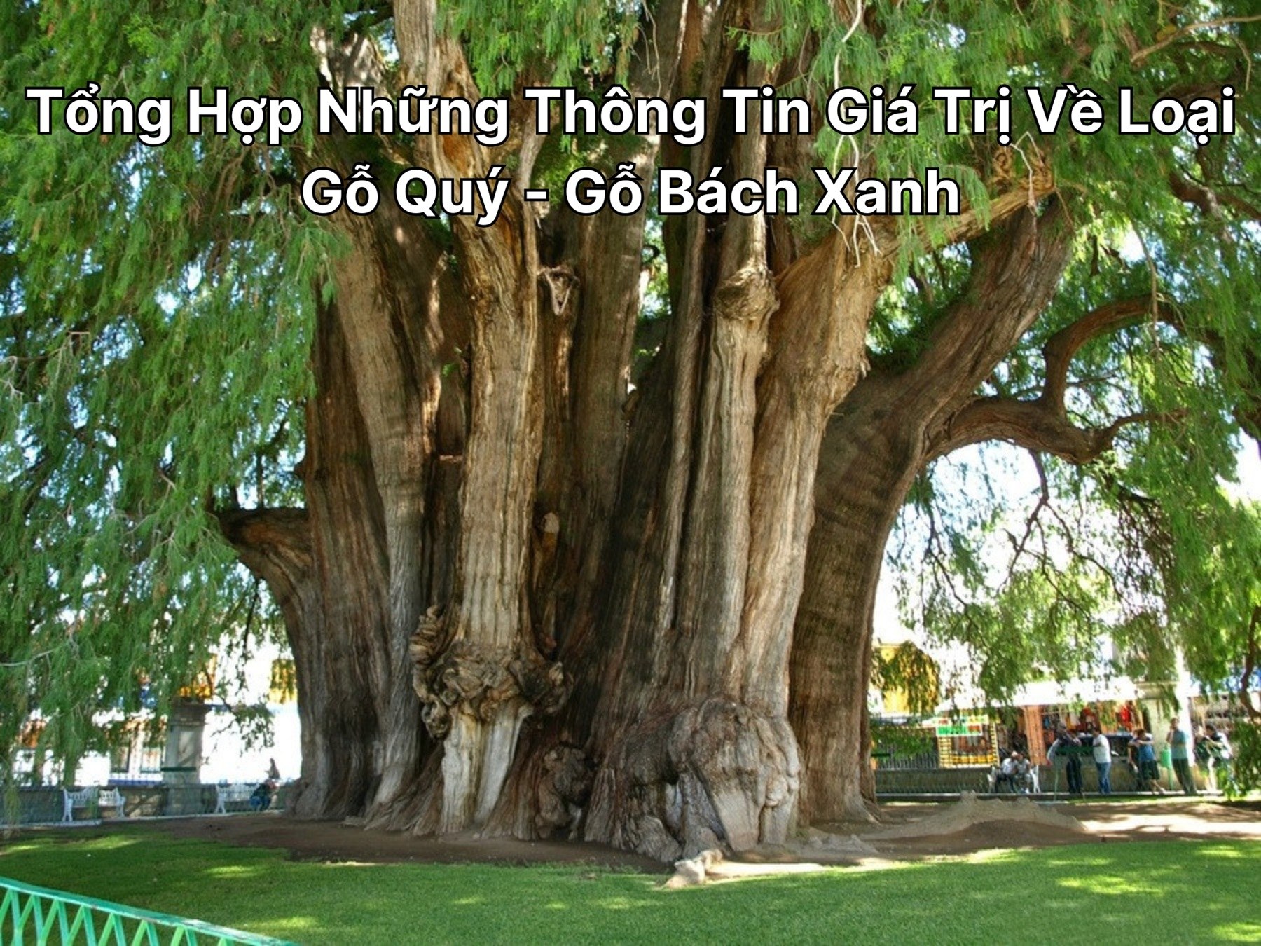 Tổng Hợp Những Thông Tin Giá Trị Về Loại Gỗ Quý - Gỗ Bách Xanh