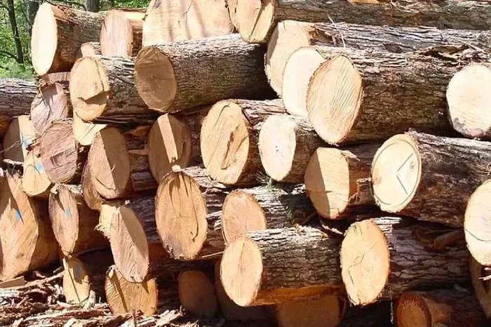 Tổng Hợp Những Thông Tin Giá Trị Về Loại Gỗ Quý - Gỗ Bách Xanh