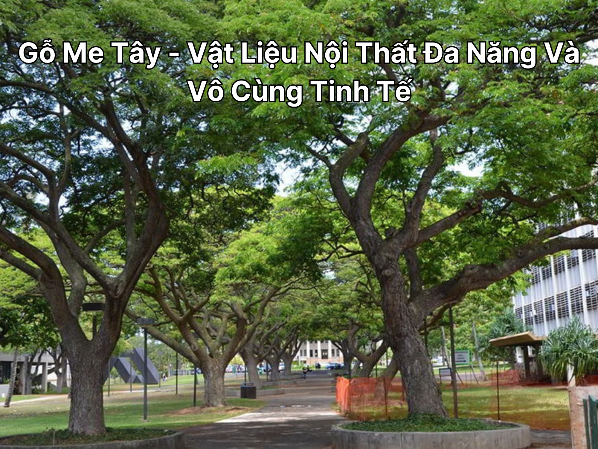 Gỗ Me Tây - Vật Liệu Nội Thất Đa Năng Và Vô Cùng Tinh Tế