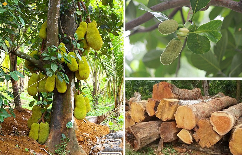 Gỗ Mít - Gỗ Tự Nhiên Giá Rẻ Được Sử Dụng Nhiều Trong Nội Thất