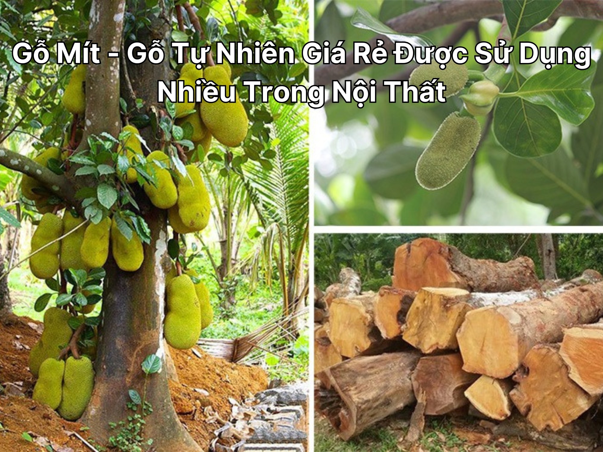 Gỗ Mít - Gỗ Tự Nhiên Giá Rẻ Được Sử Dụng Nhiều Trong Nội Thất