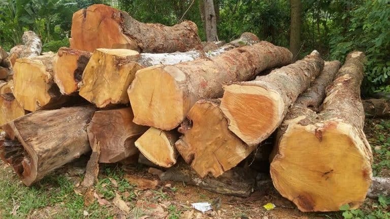 Gỗ Mít - Gỗ Tự Nhiên Giá Rẻ Được Sử Dụng Nhiều Trong Nội Thất