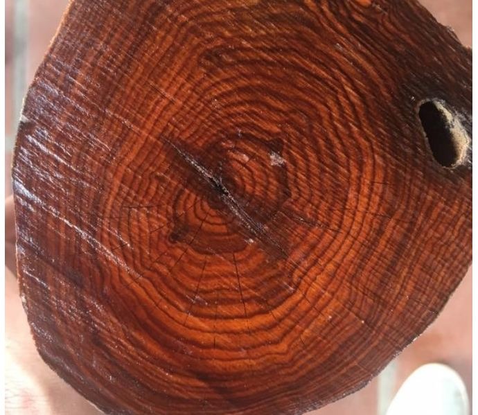 Mặt cắt gỗ ngọc am đỏ với vòng tuổi rõ nét