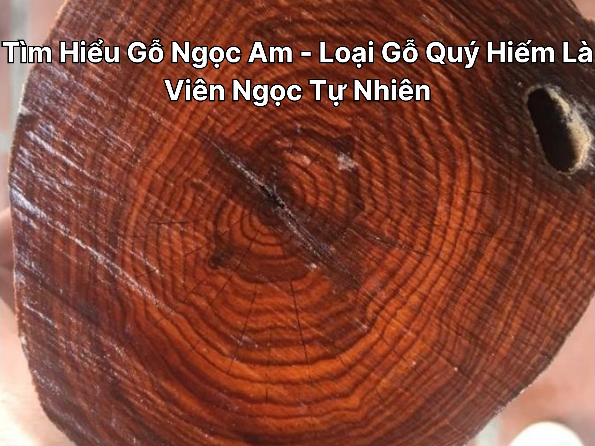 Mặt cắt thân gỗ ngọc am với vân gỗ nâu đỏ
