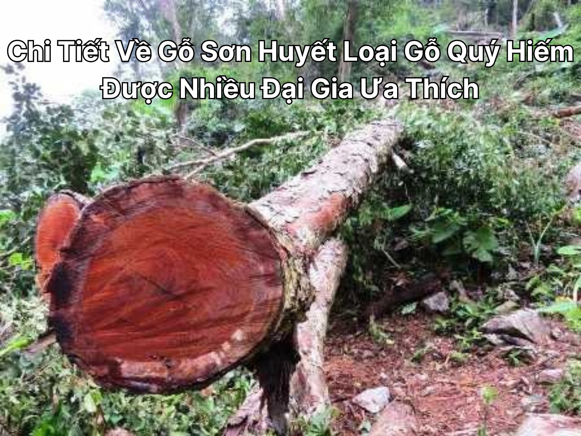 Chi Tiết Về Gỗ Sơn Huyết Loại Gỗ Quý Hiếm Được Nhiều Đại Gia Ưa Thích