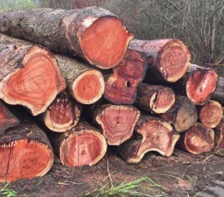 Chi Tiết Về Gỗ Sơn Huyết Loại Gỗ Quý Hiếm Được Nhiều Đại Gia Ưa Thích