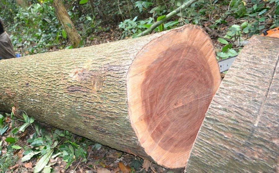 Tìm Hiểu Gỗ Xá Xị - Loại Gỗ Giá Trị Có Hương Thơm Ngát Quyến Rũ