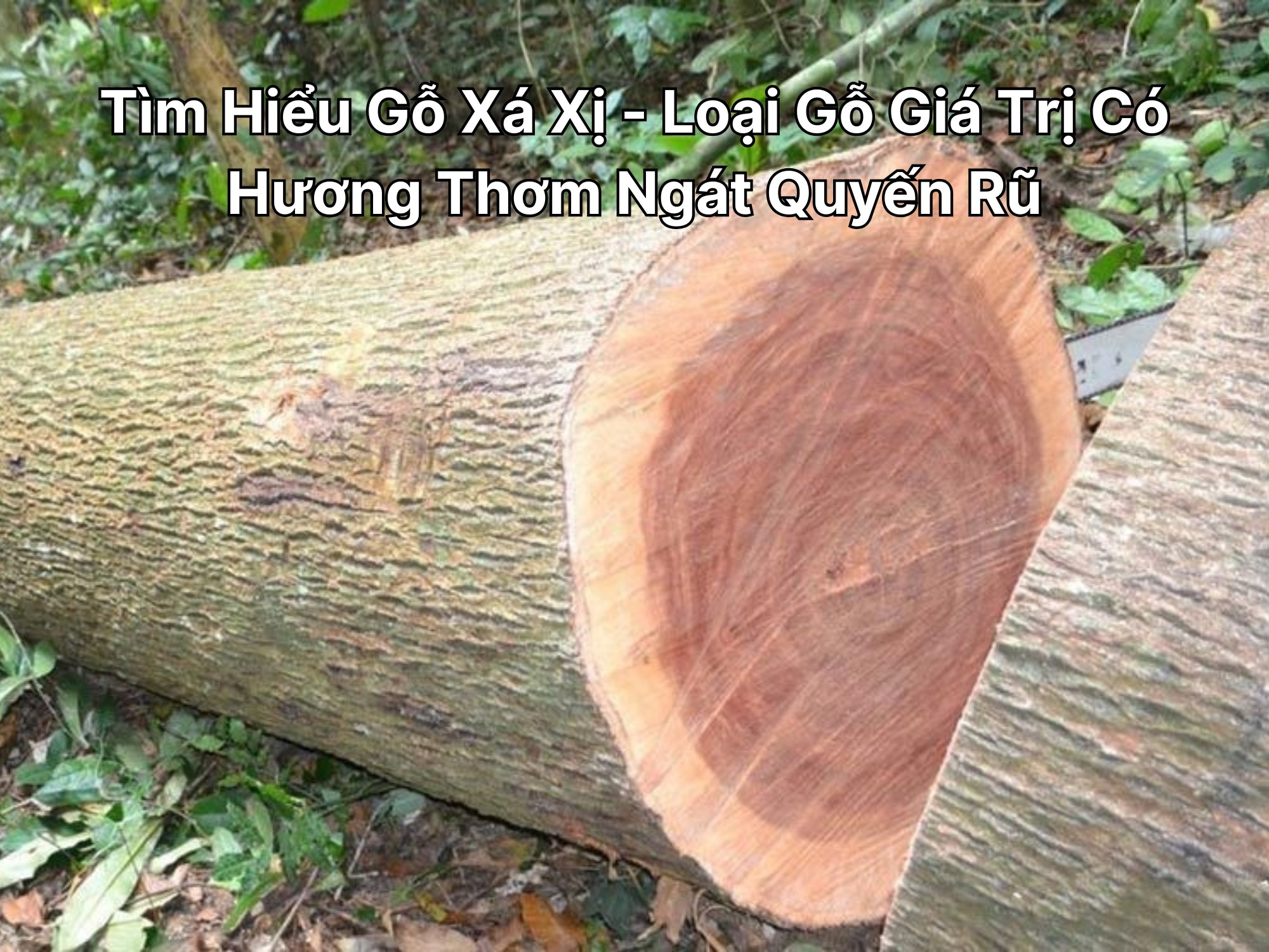 Tìm Hiểu Gỗ Xá Xị - Loại Gỗ Giá Trị Có Hương Thơm Ngát Quyến Rũ