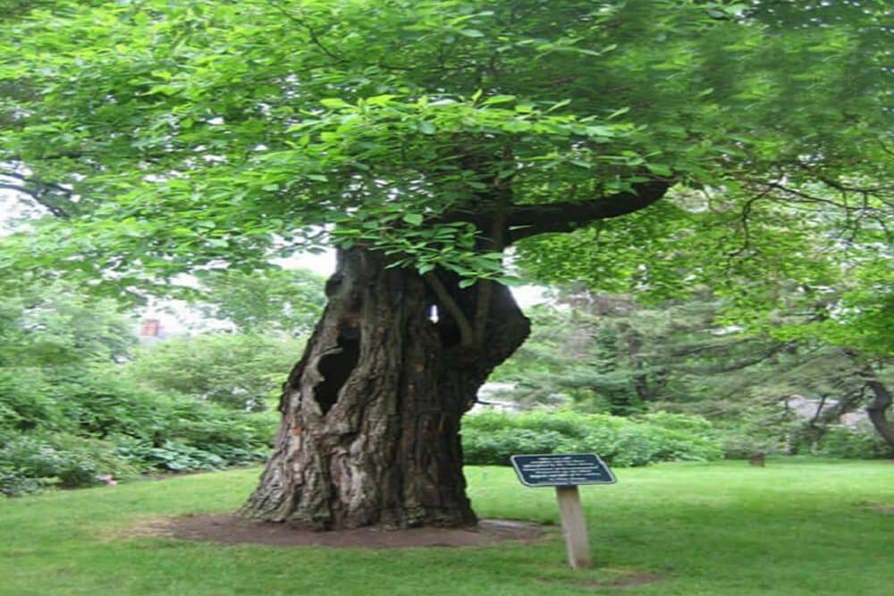 Tìm Hiểu Gỗ Xá Xị - Loại Gỗ Giá Trị Có Hương Thơm Ngát Quyến Rũ