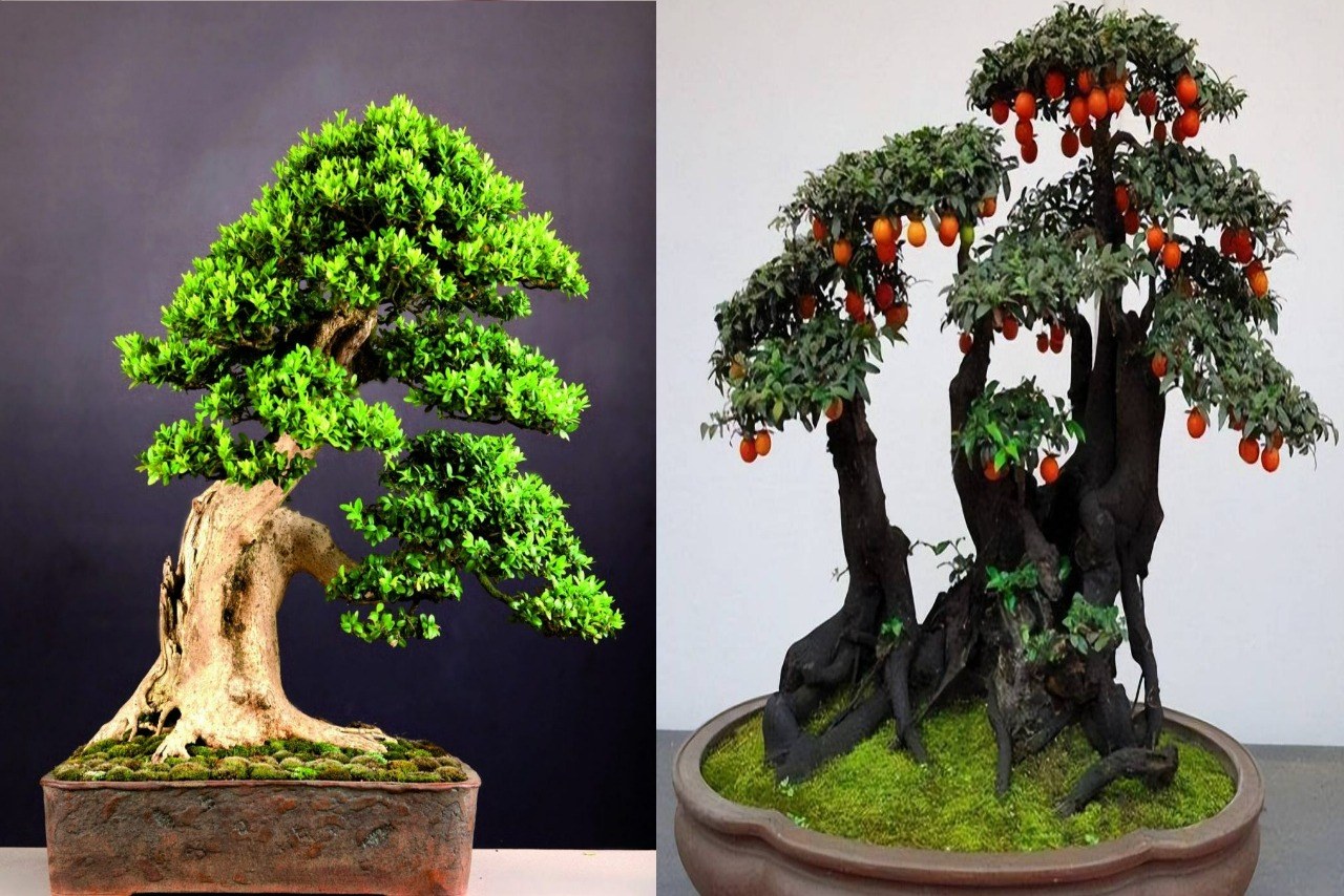 Cây Bonsai Nghệ Thuật Tạo Hình Cây Cảnh Tinh Tế