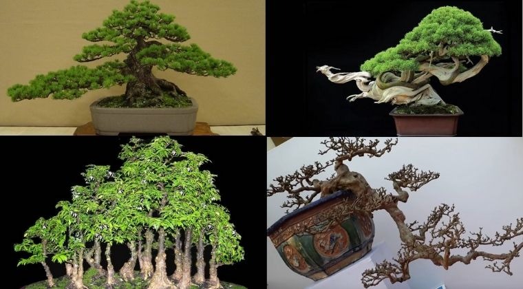 Cây Bonsai Nghệ Thuật Tạo Hình Cây Cảnh Tinh Tế