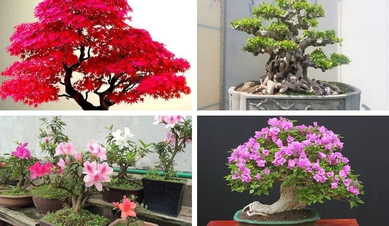 Cây Bonsai Nghệ Thuật Tạo Hình Cây Cảnh Tinh Tế
