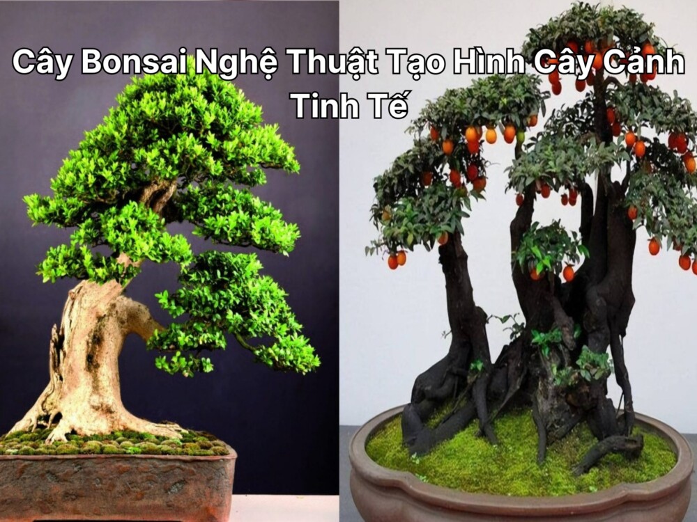 Cây Bonsai Nghệ Thuật Tạo Hình Cây Cảnh Tinh Tế