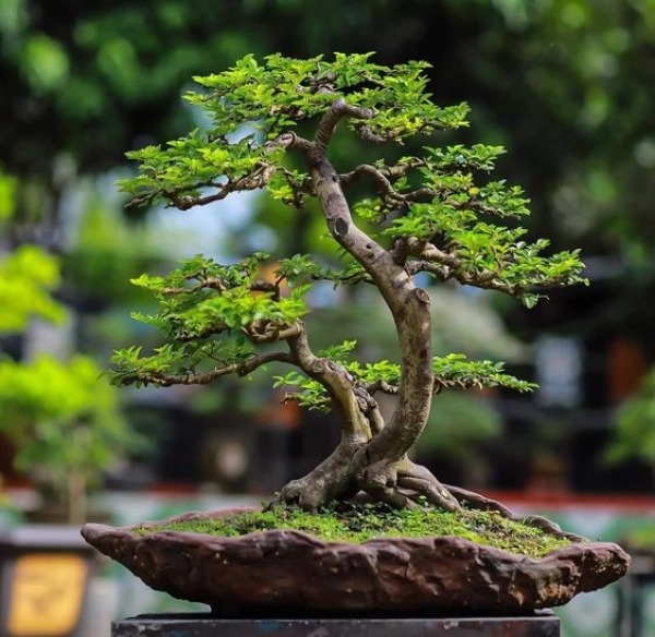 Cây Bonsai Nghệ Thuật Tạo Hình Cây Cảnh Tinh Tế