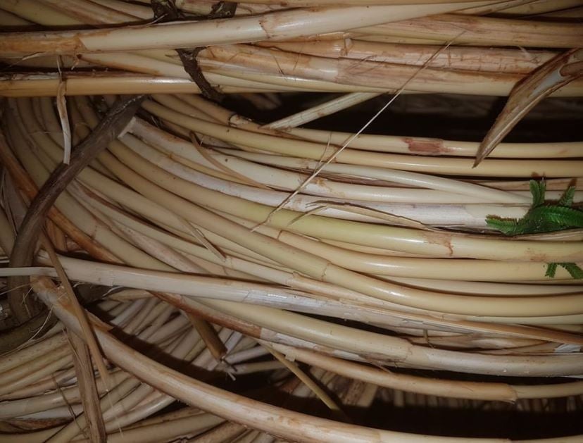Bó thân mây rattan đã bóc vỏ gai, màu vàng nhạt, xếp thành cuộn