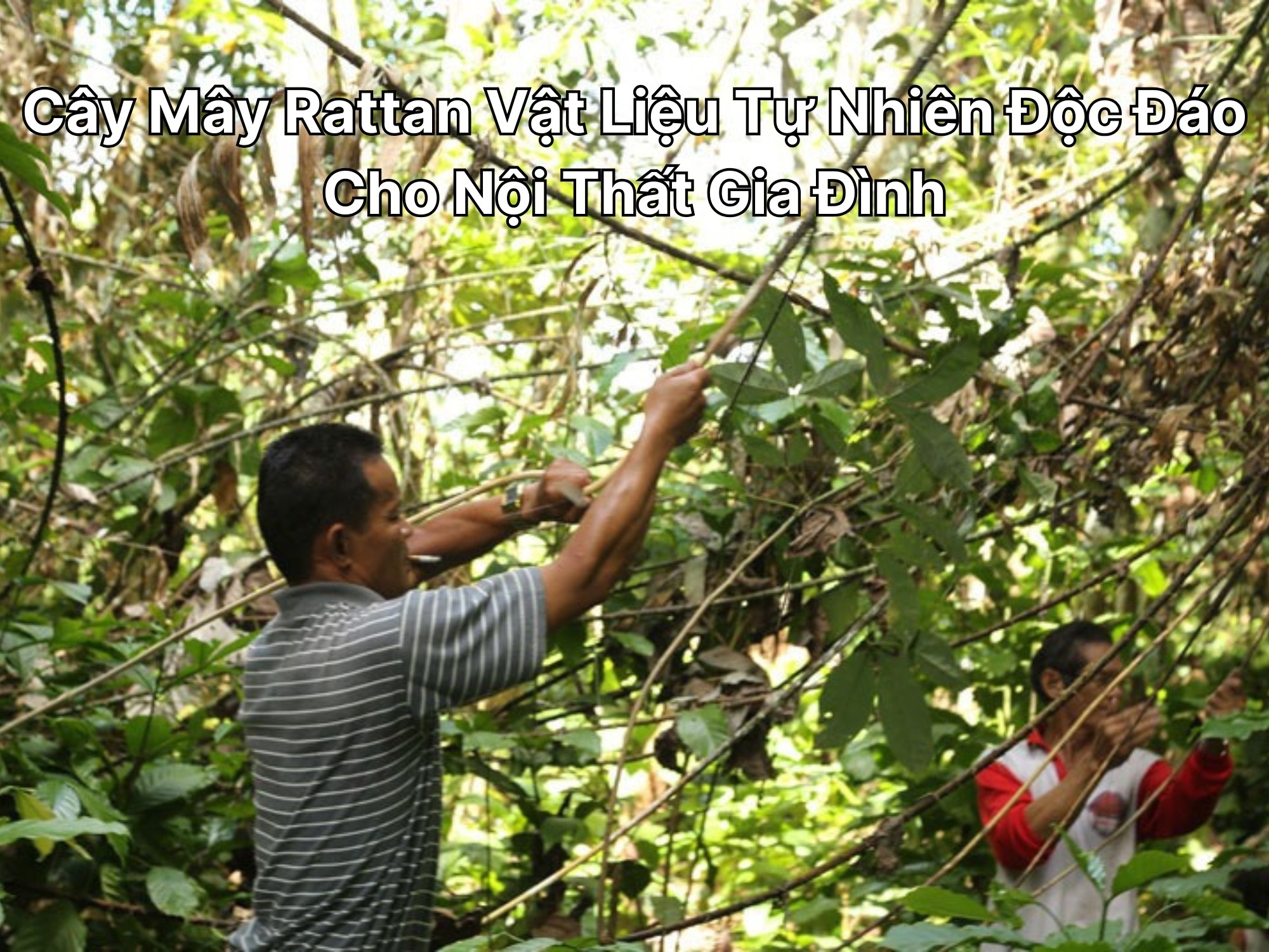 Người dân thu hoạch dây mây rattan mọc hoang trong rừng nhiệt đới