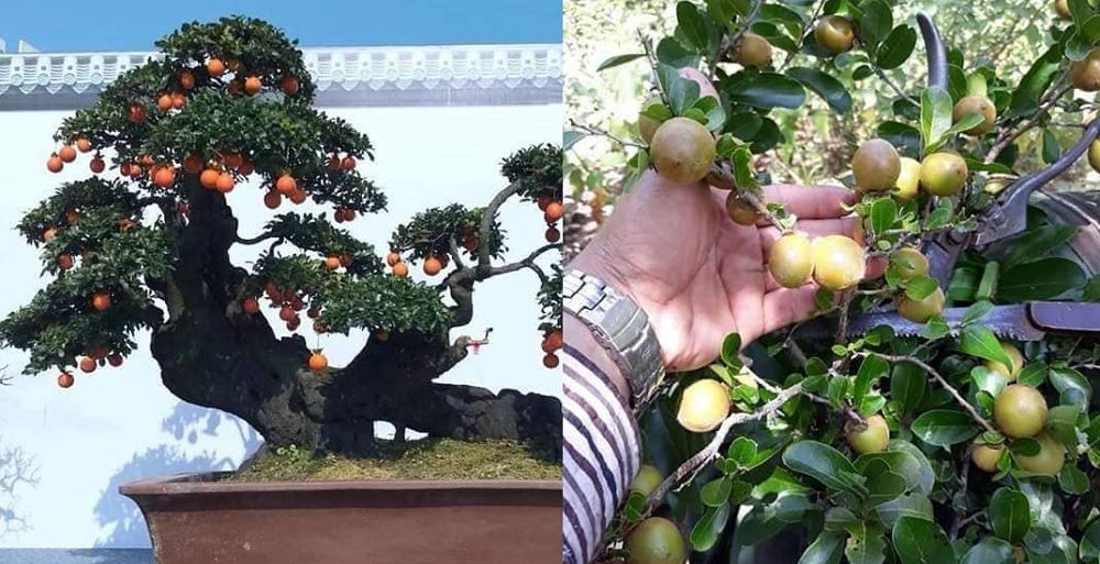 Nội Thất Gỗ Cẩm Thị Là Gì Mà Khiến Nhiều Gia Đình Phải Mê Mẩn
