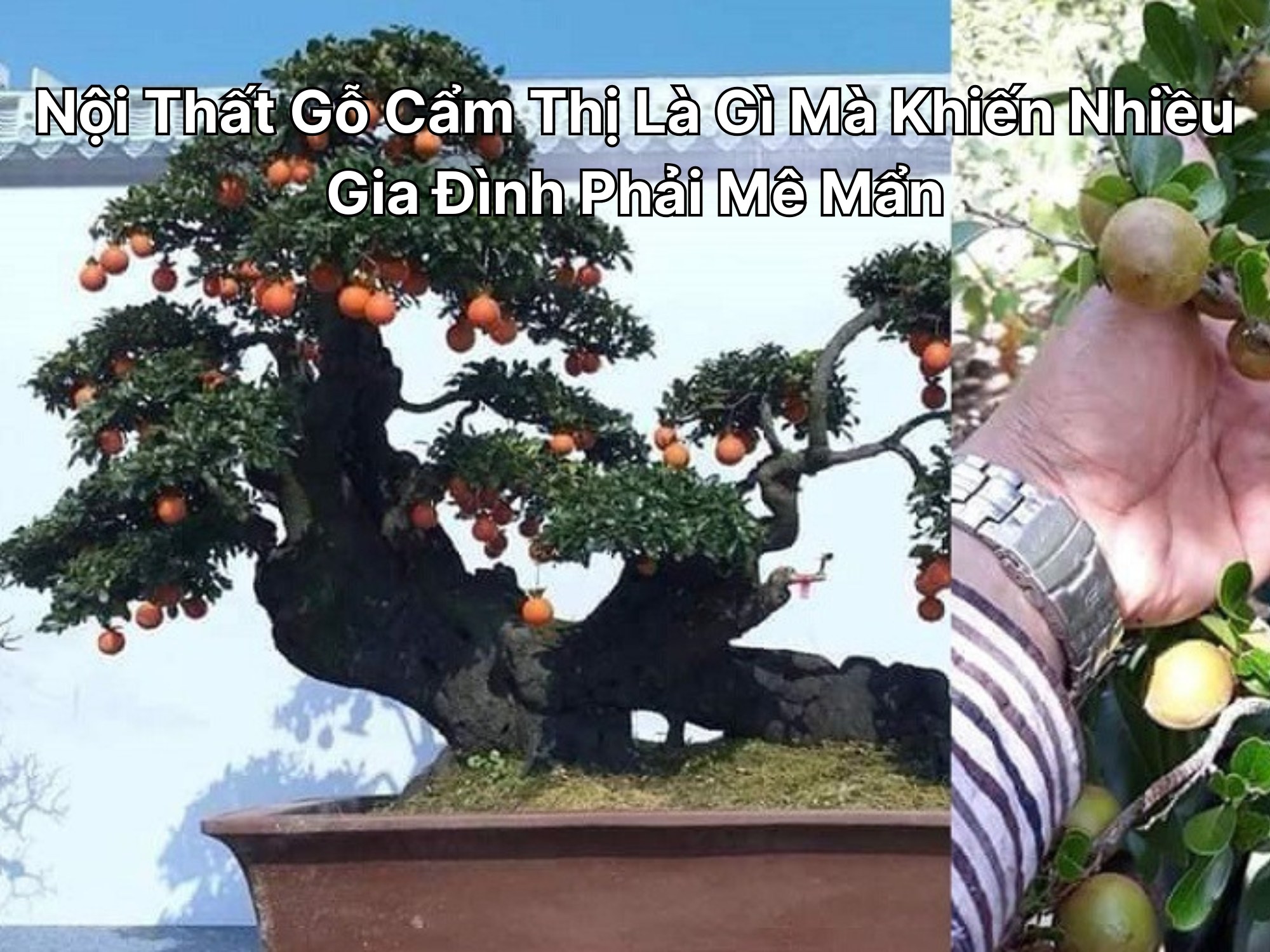 Nội Thất Gỗ Cẩm Thị Là Gì Mà Khiến Nhiều Gia Đình Phải Mê Mẩn