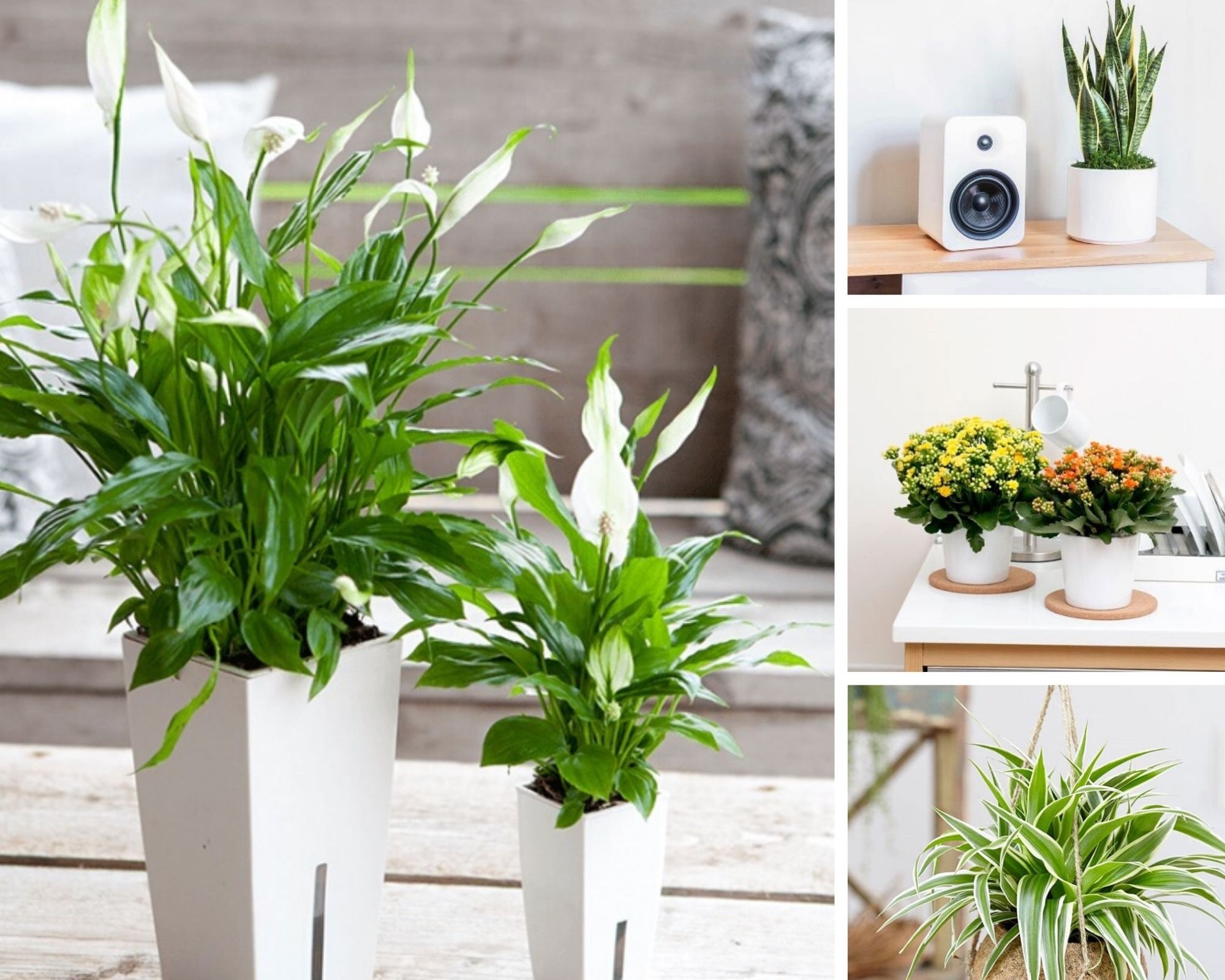 Chọn Lựa Cây Cảnh Trong Nhà Thế Nào Để Tô Điểm Không Gian Giàu Sức Sống