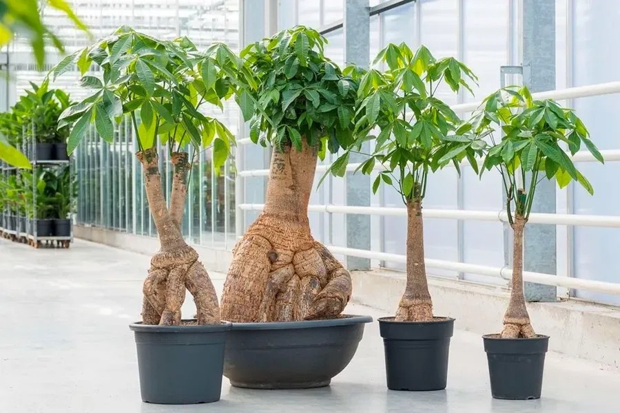 Chọn Lựa Cây Cảnh Trong Nhà Thế Nào Để Tô Điểm Không Gian Giàu Sức Sống