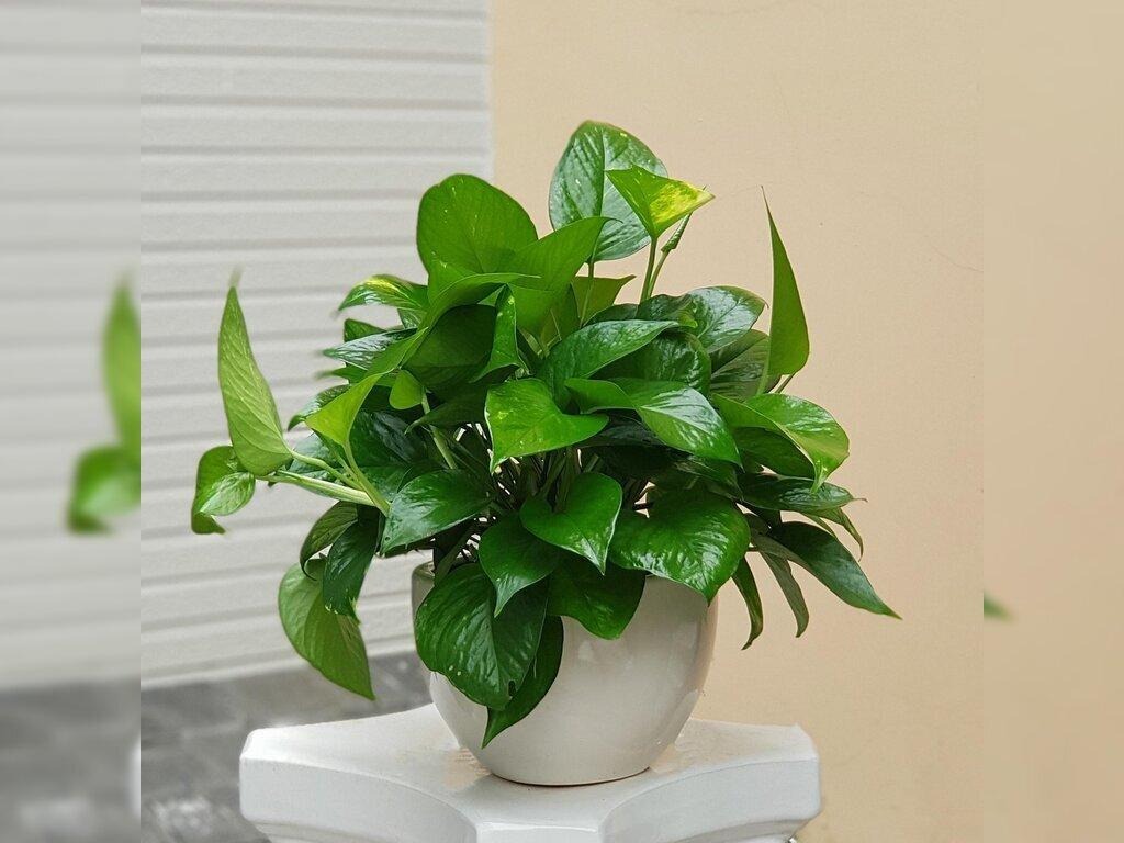 Chọn Lựa Cây Cảnh Trong Nhà Thế Nào Để Tô Điểm Không Gian Giàu Sức Sống