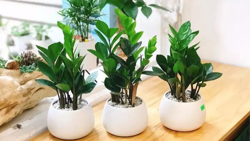 Chọn Lựa Cây Cảnh Trong Nhà Thế Nào Để Tô Điểm Không Gian Giàu Sức Sống