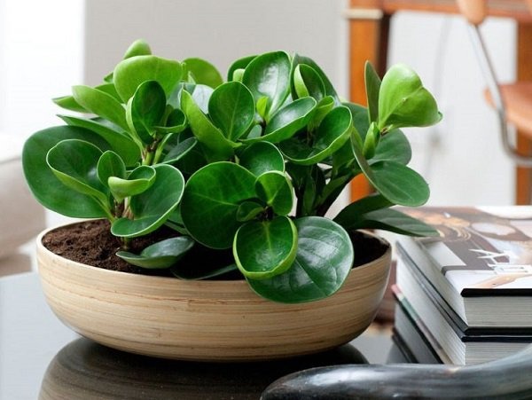 Chọn Lựa Cây Cảnh Trong Nhà Thế Nào Để Tô Điểm Không Gian Giàu Sức Sống