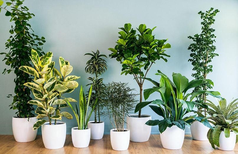 Chọn Lựa Cây Cảnh Trong Nhà Thế Nào Để Tô Điểm Không Gian Giàu Sức Sống
