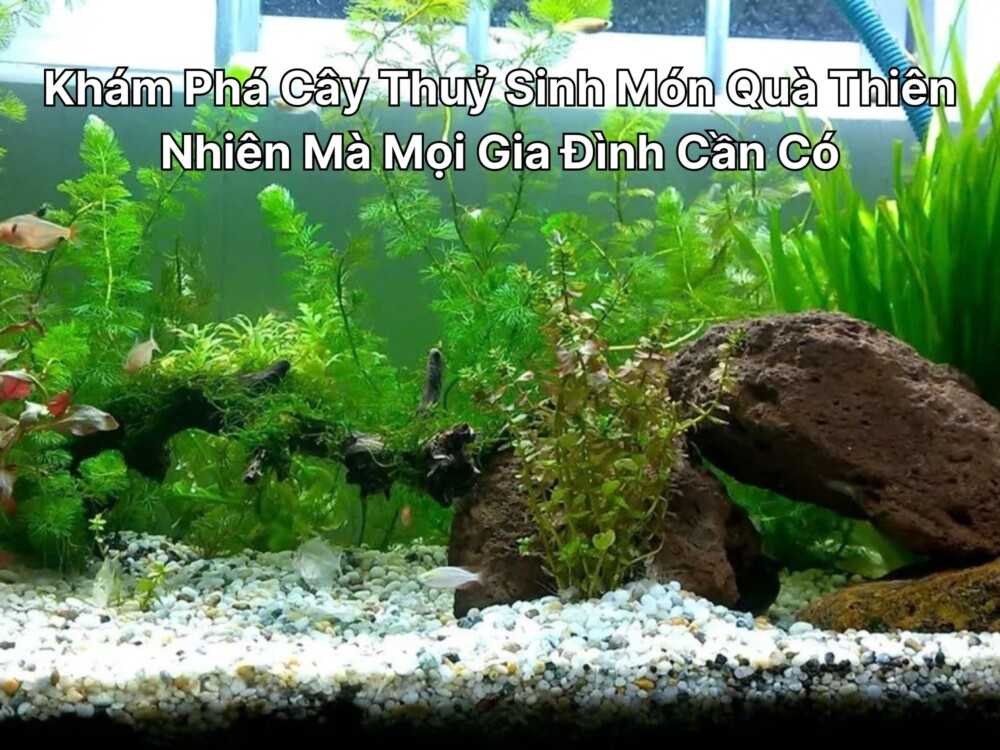 Khám Phá Cây Thuỷ Sinh Món Quà Thiên Nhiên Mà Mọi Gia Đình Cần Có