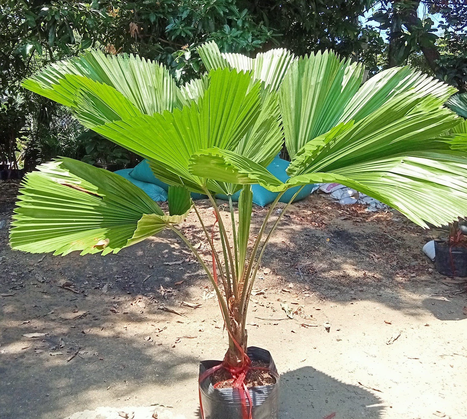 Chọn Cây Trồng Phòng Khách Thế Nào Để Khiến Căn Phòng Giàu Sức Sống