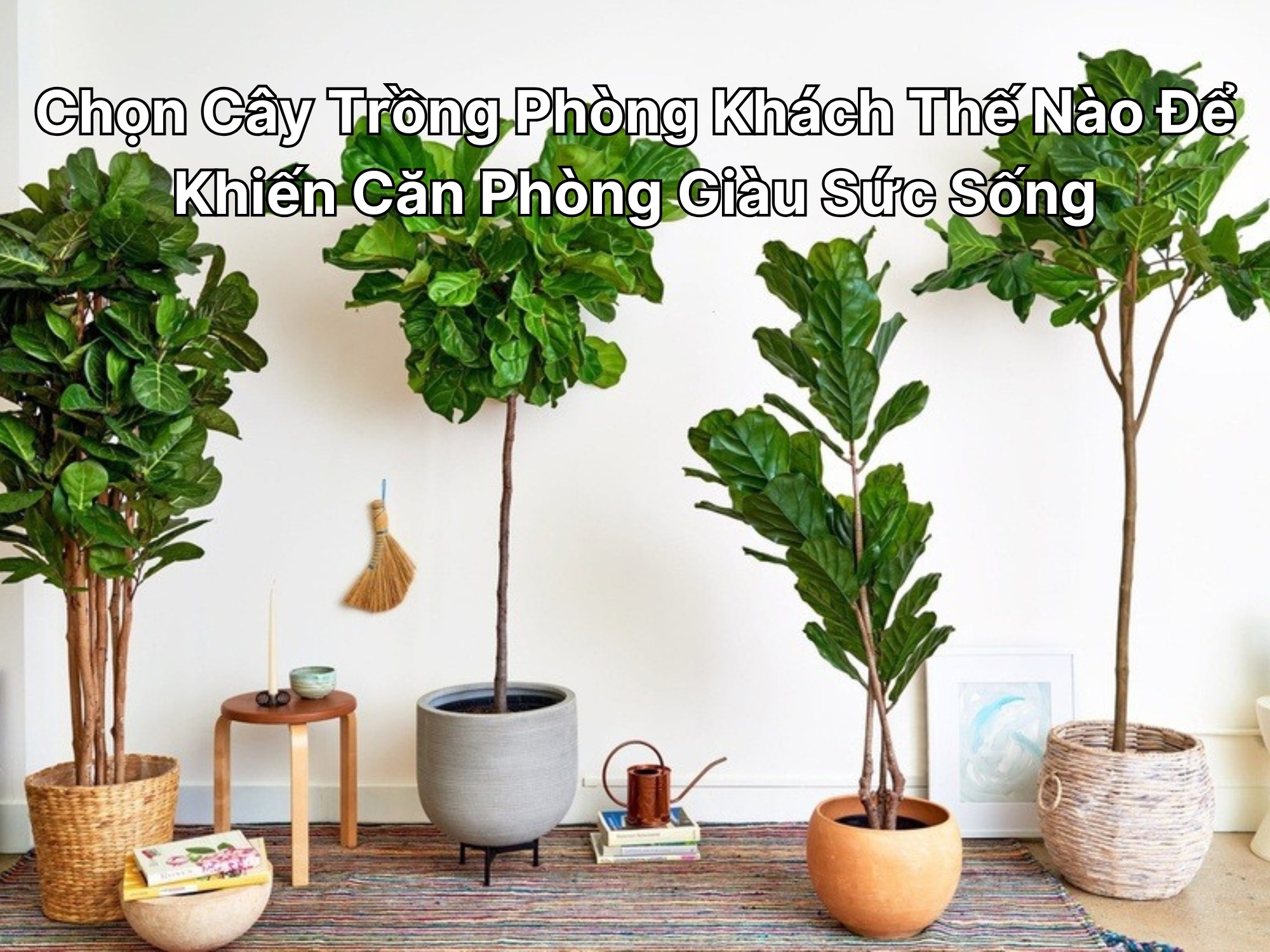 Chọn Cây Trồng Phòng Khách Thế Nào Để Khiến Căn Phòng Giàu Sức Sống