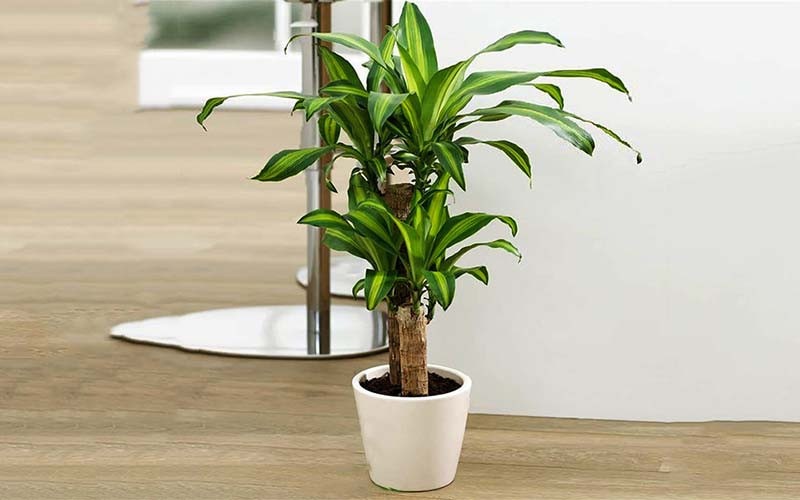 Chọn Cây Trồng Phòng Khách Thế Nào Để Khiến Căn Phòng Giàu Sức Sống