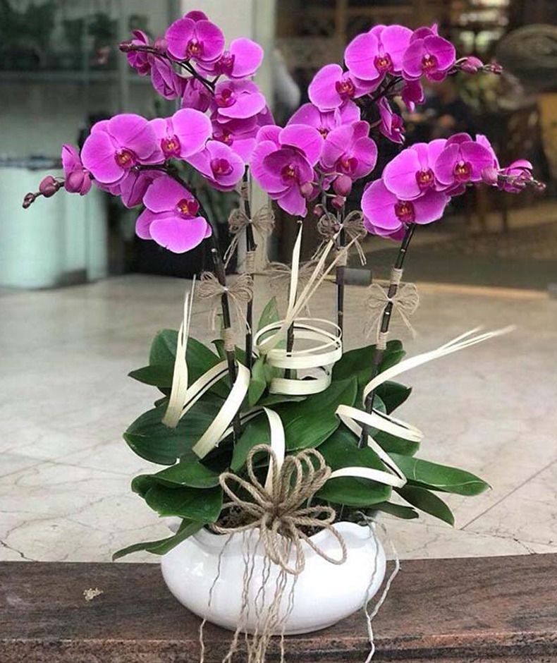 Chọn Cây Trồng Phòng Khách Thế Nào Để Khiến Căn Phòng Giàu Sức Sống