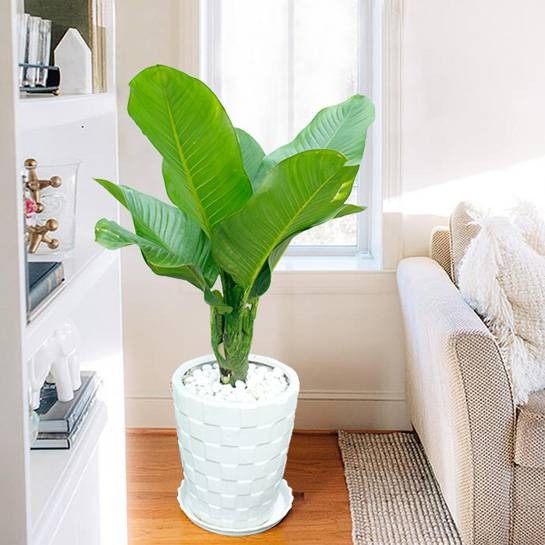 Chọn Cây Trồng Phòng Khách Thế Nào Để Khiến Căn Phòng Giàu Sức Sống