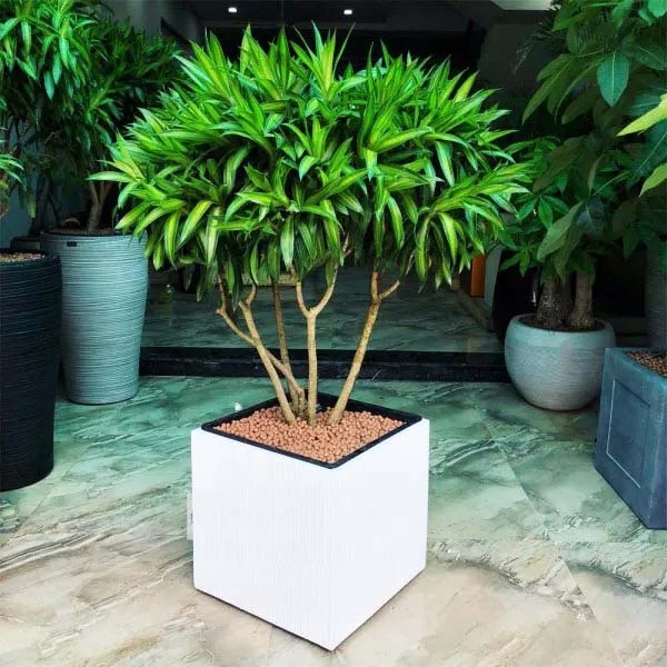 Chọn Cây Trồng Phòng Khách Thế Nào Để Khiến Căn Phòng Giàu Sức Sống