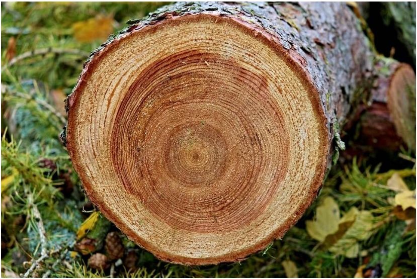 Mặt cắt ngang thân gỗ cho thấy vòng tuổi và lõi gỗ nâu đỏ
