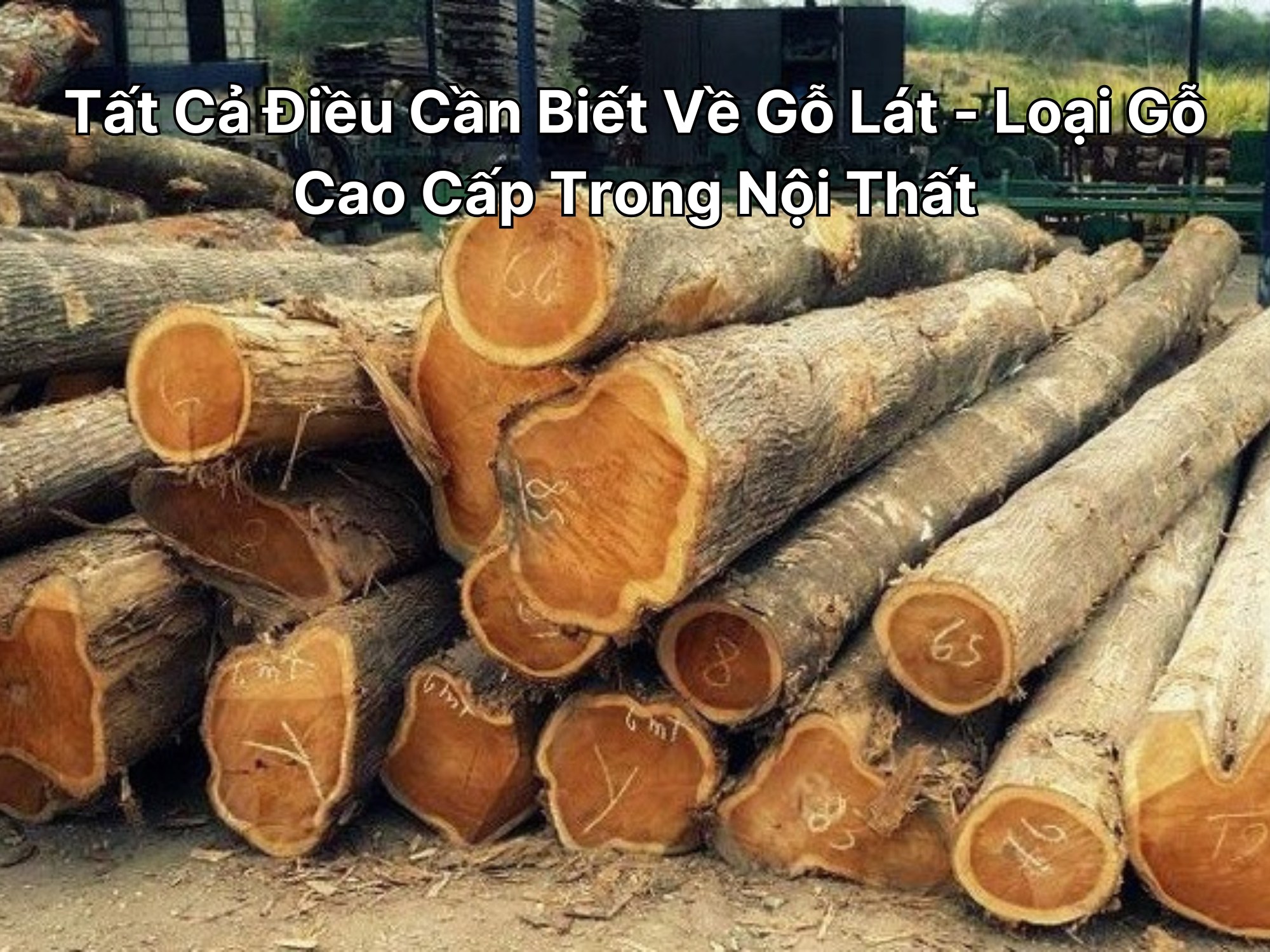 Các khúc gỗ tròn xếp chồng tại bãi gỗ nguyên liệu
