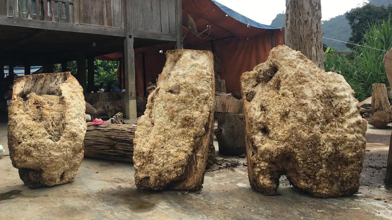 Tìm Hiểu Về Gỗ Nu Loại Gỗ Quý Hiếm Trong Thế Giới Nội Thất