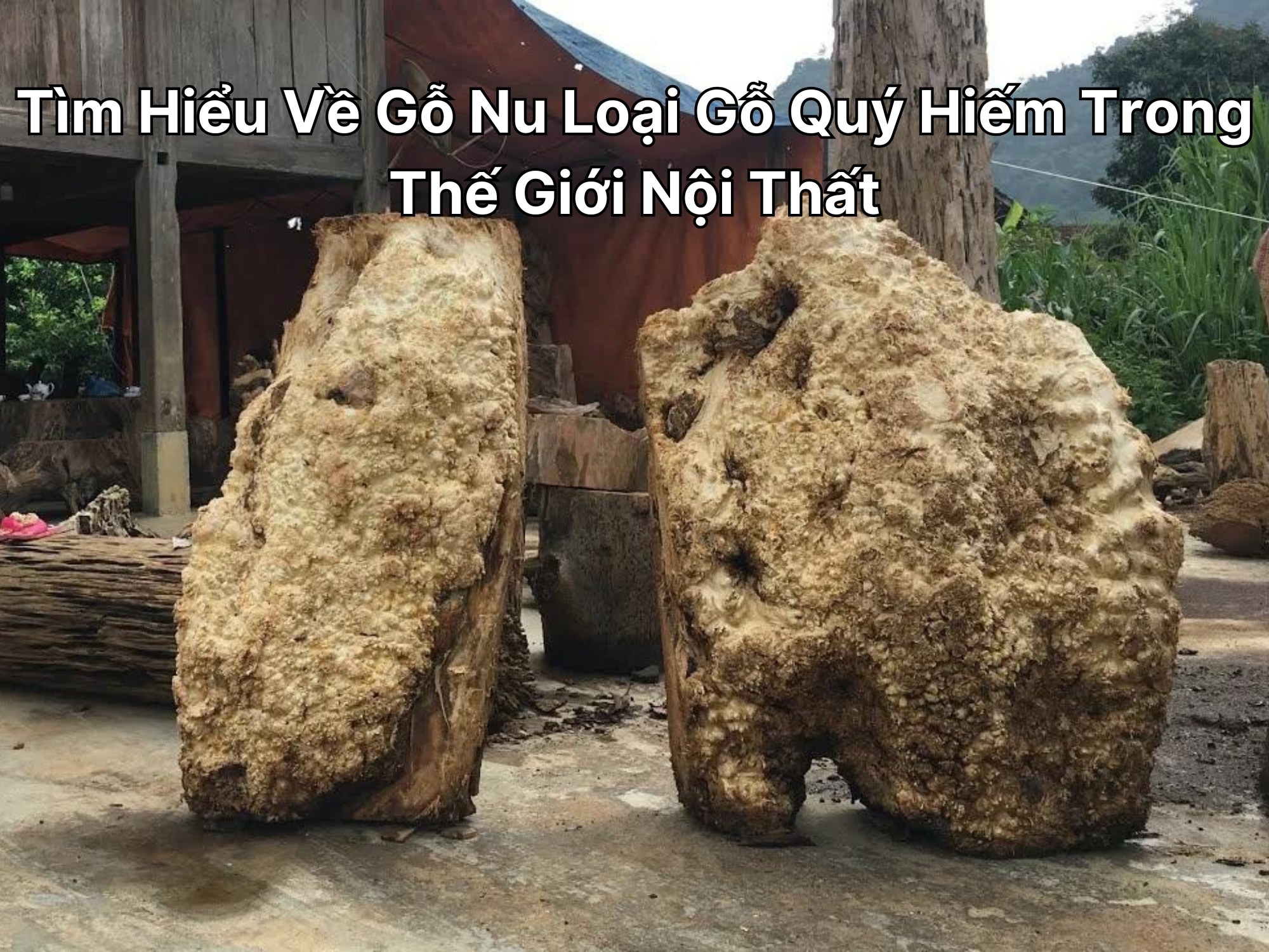 Tìm Hiểu Về Gỗ Nu Loại Gỗ Quý Hiếm Trong Thế Giới Nội Thất