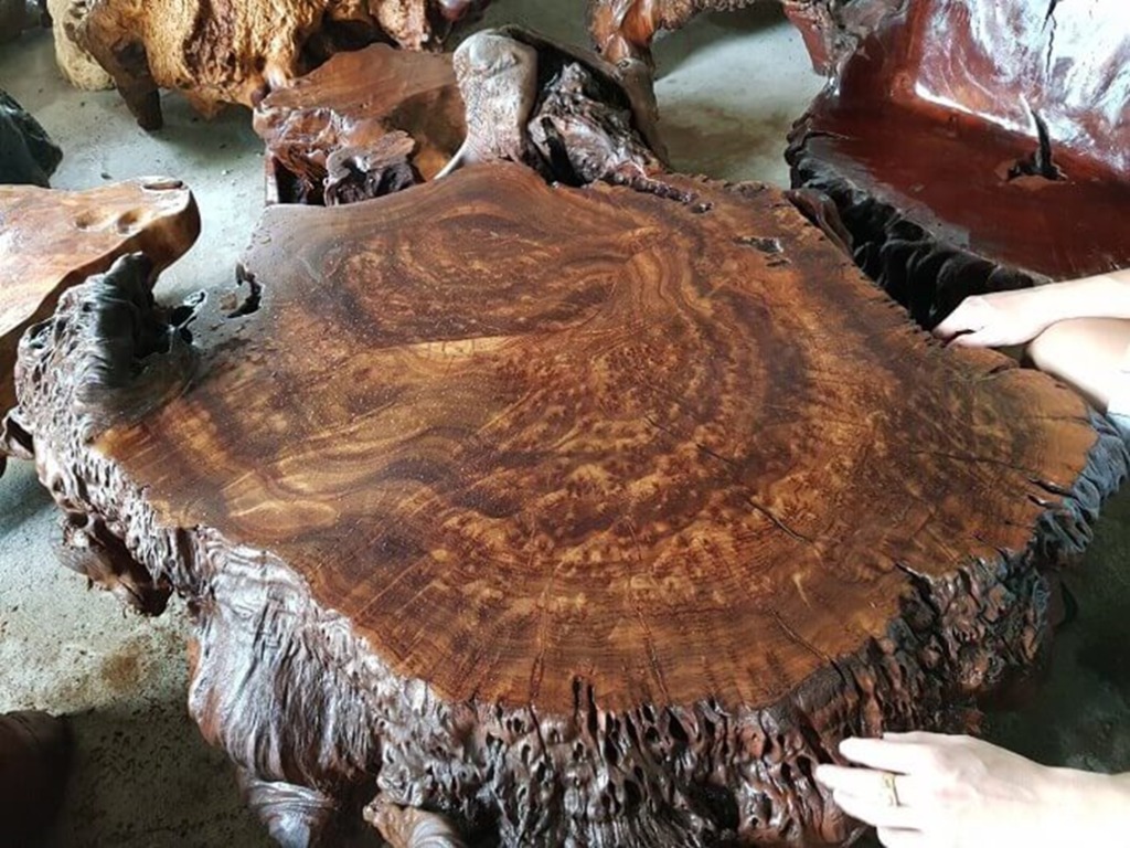Tìm Hiểu Về Gỗ Nu Loại Gỗ Quý Hiếm Trong Thế Giới Nội Thất