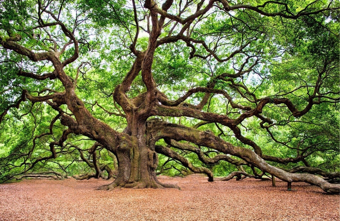 Ưu Nhược Của Gỗ Sồi Vì Sao Đây Là Lựa Chọn Phù Hợp Cho Gia Đình Bạn