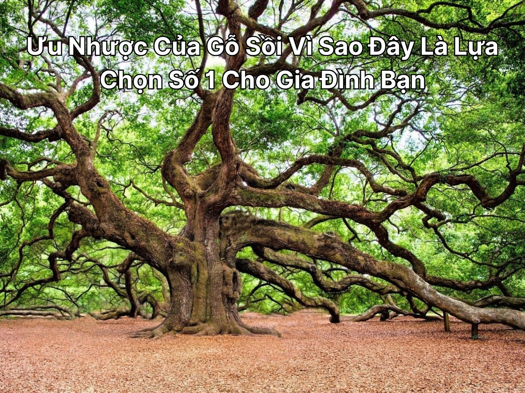 Ưu Nhược Của Gỗ Sồi Vì Sao Đây Là Lựa Chọn Phù Hợp Cho Gia Đình Bạn