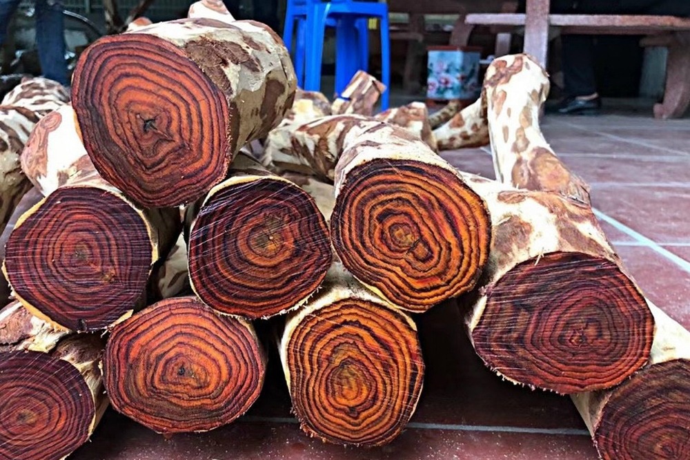 Gỗ Sưa - Loại Gỗ Quý Hiếm Và Đẳng Cấp Cho Nội Thất Cao Cấp